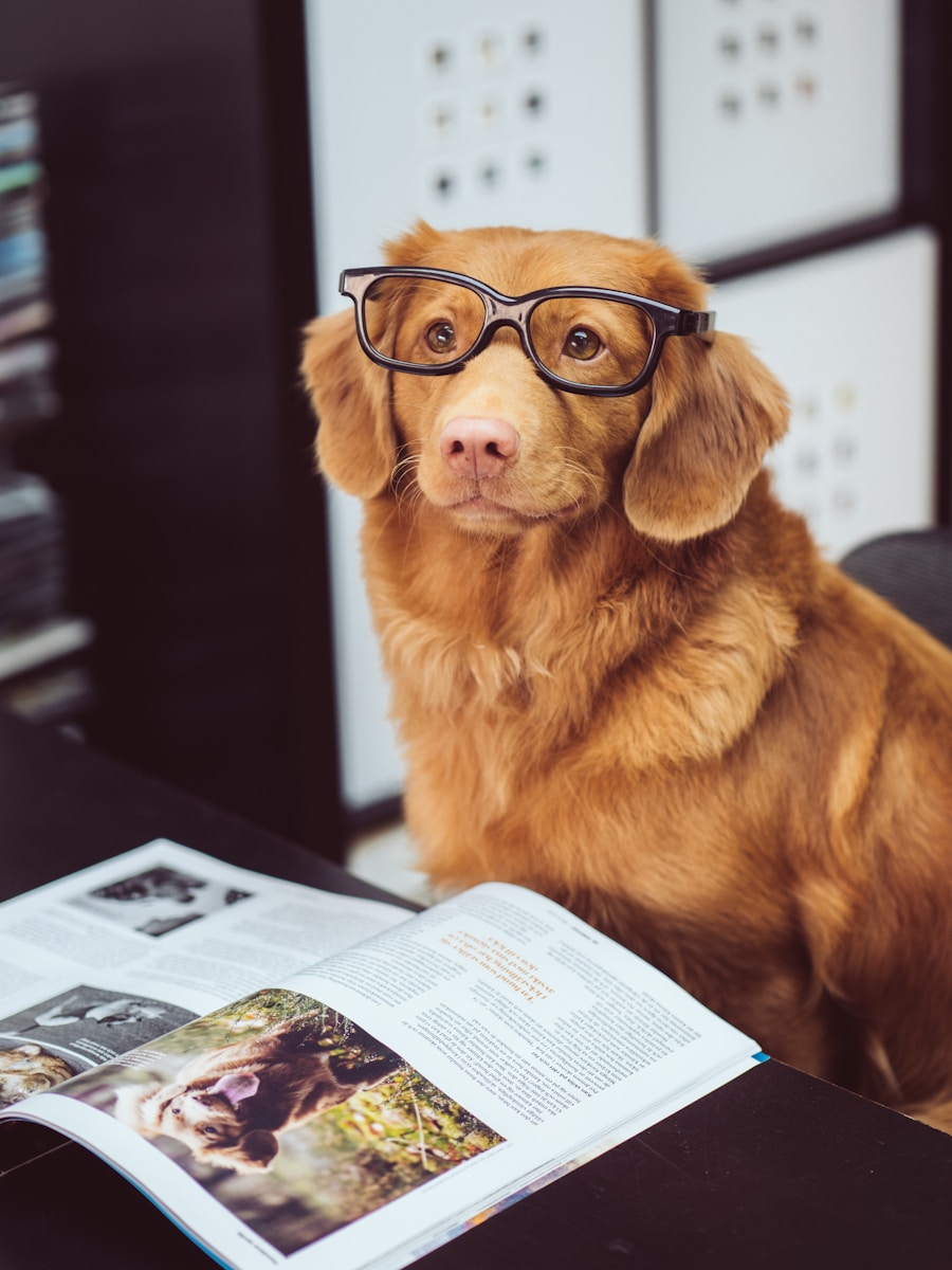 senior dog with pet insurance sitting in front of book